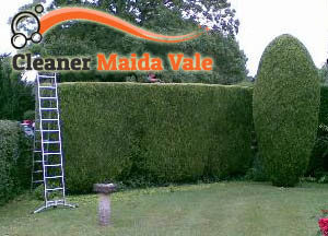 Hedge Maintenance Maida Vale